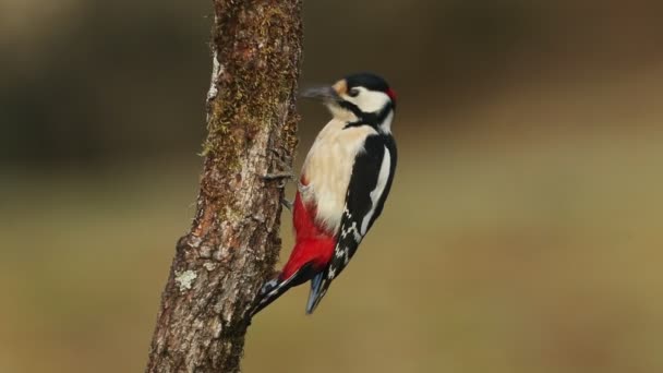 Great Spotted Woodpecker Male Looking Food Cold January Morning First — Stockvideo