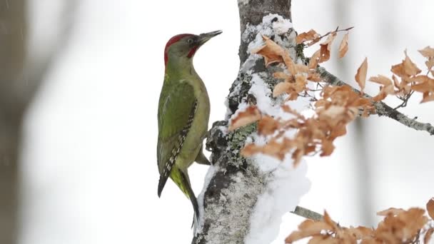 Male Picus Viridis Searching Food Cold January Morning Oak Forest — Stockvideo