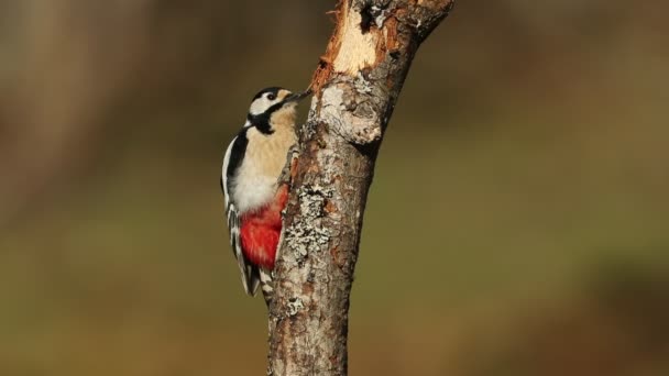 Great Spotted Woodpecker Male Looking Food Cold January Morning First — Vídeo de stock