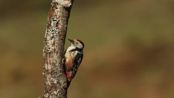 Middle Spotted Woodpecker Searching Food Oak Trunk Pine Oak Forest — Stok video