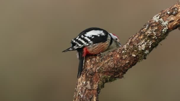 Middle Spotted Woodpecker Searching Food Oak Trunk Pine Oak Forest — 图库视频影像