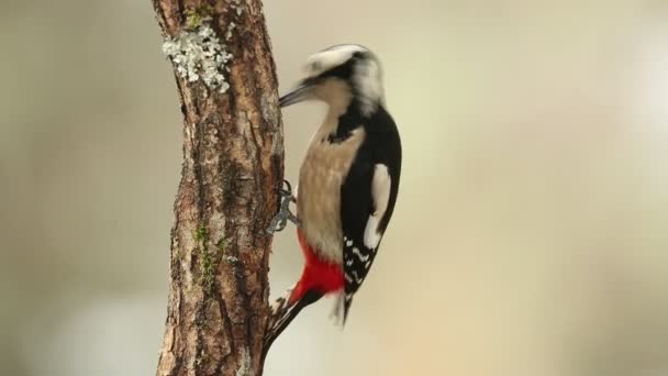 Great Spotted Woodpecker Looking Food Cold January Day Oak Forest — Video Stock