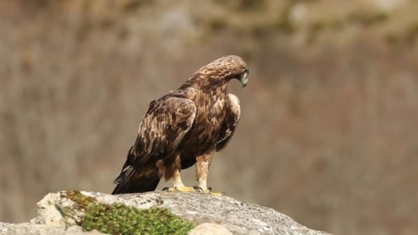 Adult Male Golden Eagle Mountainous Area Oak Pine Forest First — Video