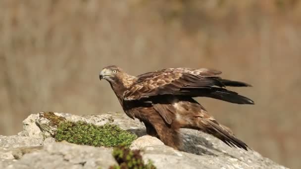 Adult Male Golden Eagle Mountainous Area Oak Pine Forest First — Stock Video
