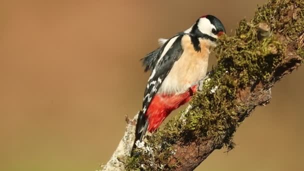 Great Spotted Woodpecker Male Looking Food Cold January Morning First — 图库视频影像