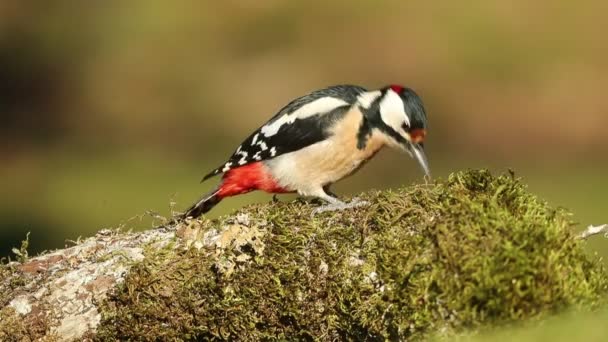 Great Spotted Woodpecker Male Looking Food Cold January Morning First — Vídeos de Stock