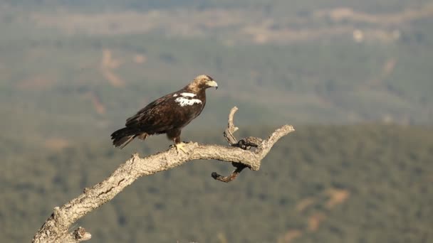 Adulto Fêmea Águia Imperial Espanhola Uma Floresta Mediterrânea Primeira Luz — Vídeo de Stock