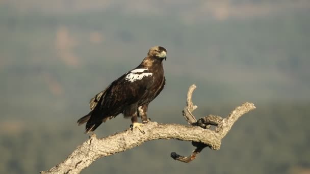 Adult Female Spanish Imperial Eagle Mediterranean Forest First Light Cold — Stock Video