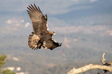 Male Spanish Imperial Eagle flying in a Mediterranean mountainous area of his territory with the first light of a January day