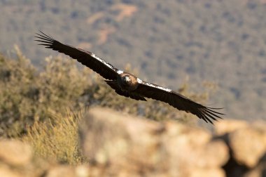 Male Spanish Imperial Eagle flying in a Mediterranean mountainous area of his territory with the first light of a January day
