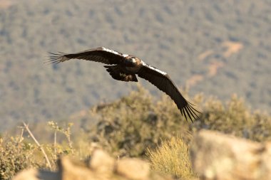Male Spanish Imperial Eagle flying in a Mediterranean mountainous area of his territory with the first light of a January day