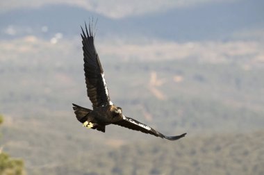 Erkek İspanyol İmparatorluk Kartalı Ocak ayının ilk ışıklarıyla Akdeniz 'in dağlık bölgesinde uçuyor.