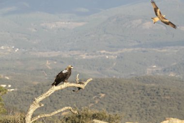 Yetişkin dişi İspanyol İmparatorluk Kartalı soğuk bir ocak gününün ilk ışıklarıyla Akdeniz 'deki bir dağ bölgesindeki üreme bölgesinin en sevdiği noktasında.