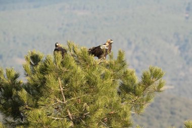 Yetişkin dişi İspanyol İmparatorluk Kartalı soğuk bir ocak gününün ilk ışıklarıyla Akdeniz 'deki bir dağ bölgesindeki üreme bölgesinin en sevdiği noktasında.