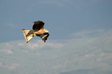 Ocak ayının ilk ışıklarıyla Akdeniz 'in dağlık bölgesinde uçan kırmızı uçurtma.