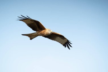 Red kite flying in a Mediterranean mountainous area of its territory with the first light of a January day