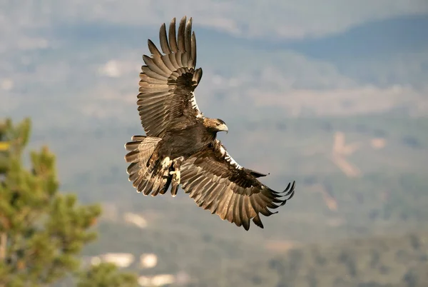 Águia Imperial Espanhola Masculina Voando Uma Área Montanhosa Mediterrânea Seu — Fotografia de Stock