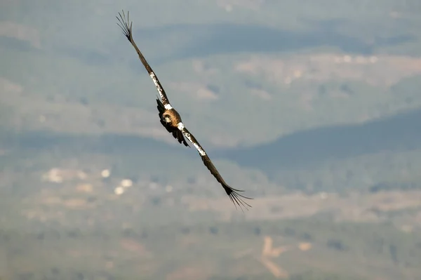Male Spanish Imperial Eagle Flying Mediterranean Mountainous Area His Territory — Fotografia de Stock
