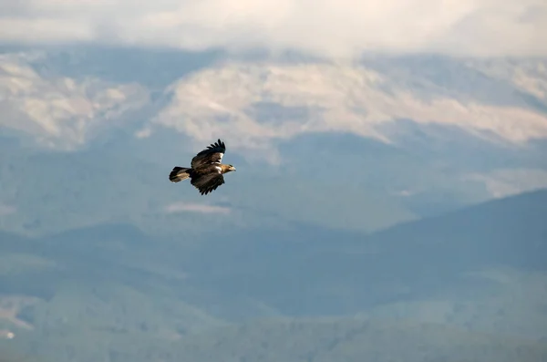 Aigle Impérial Espagnol Mâle Volant Dans Une Zone Montagneuse Méditerranéenne — Photo