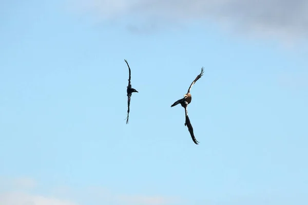 Aigle Impérial Espagnol Mâle Volant Avec Corbeau Commun Dans Une — Photo