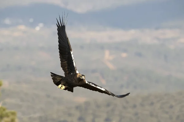 Male Spanish Imperial Eagle Flying Mediterranean Mountainous Area His Territory — Zdjęcie stockowe