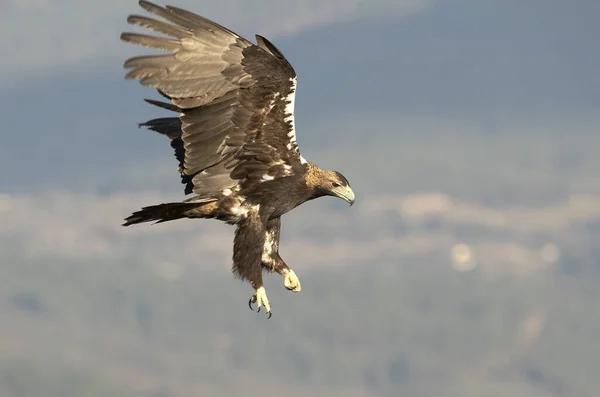 Águia Imperial Espanhola Masculina Voando Uma Área Montanhosa Mediterrânea Seu — Fotografia de Stock