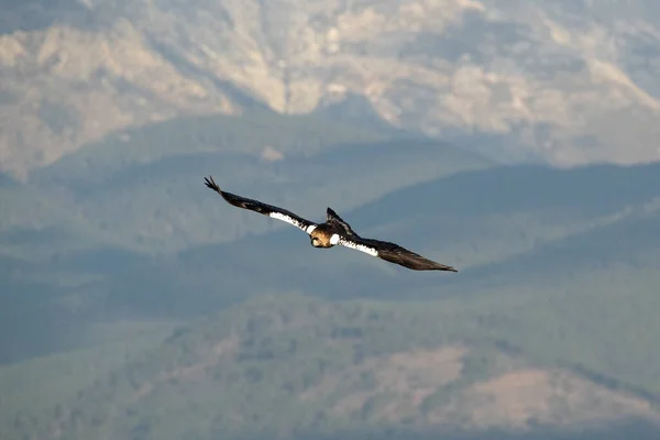 Volwassen Spaanse Keizerarend Vliegt Zijn Grondgebied Een Bergachtig Gebied Het — Stockfoto