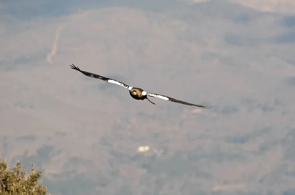 Volwassen Spaanse Keizerarend Vliegt Zijn Grondgebied Een Bergachtig Gebied Het — Stockfoto