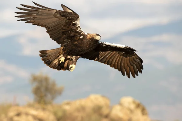 Adult Spanish Imperial Eagle Που Πετά Στο Έδαφός Του Στην — Φωτογραφία Αρχείου