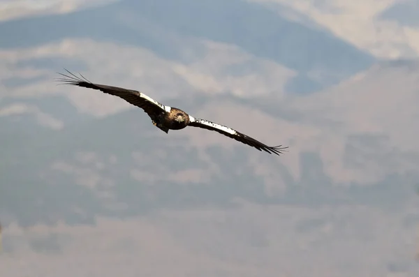 Águila Imperial Española Adulta Volando Dentro Territorio Zona Montañosa Del — Foto de Stock