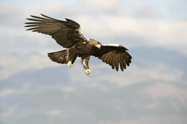 Águia Imperial Espanhola Adulta Voando Dentro Seu Território Área Montanhosa — Fotografia de Stock