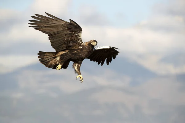 Adult Spanish Imperial Eagle Που Πετά Στο Έδαφός Του Στην — Φωτογραφία Αρχείου