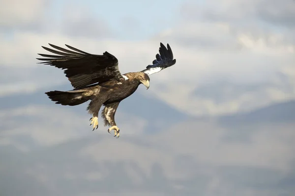 Adulto Fêmea Águia Imperial Espanhola Voando Dentro Seu Território Área — Fotografia de Stock