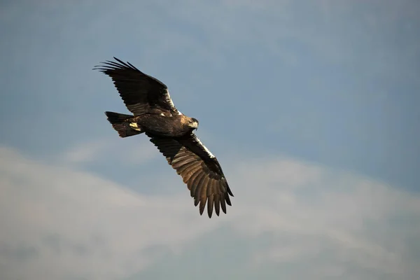 Águila Imperial Española Macho Volando Una Zona Montañosa Mediterránea Territorio —  Fotos de Stock