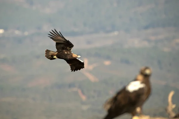 Male Spanish Imperial Eagle Flying Mediterranean Mountainous Area His Territory — Foto de Stock