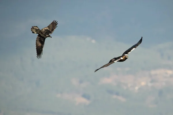 Male Spanish Imperial Eagle Flying Common Raven Mediterranean Mountainous Area — Photo