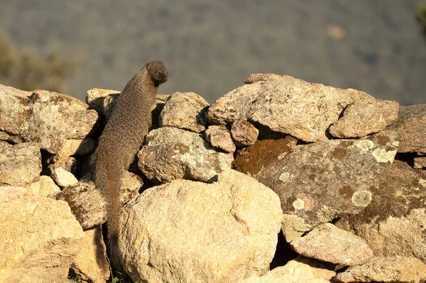 Mongoose Looking Food Its Territory First Light January Day — Stock Fotó