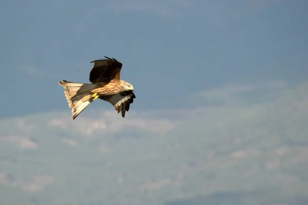 Red Kite Flying Mediterranean Mountainous Area Its Territory First Light — Stock Photo, Image