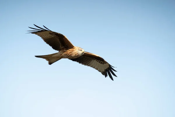 Red Kite Flying Mediterranean Mountainous Area Its Territory First Light — Fotografia de Stock