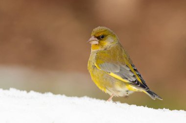 Soğuk bir Ocak günü şiddetli bir kar yağışı sonrası meşe ormanında yiyecek arayan Avrupalı erkek ispinoz.