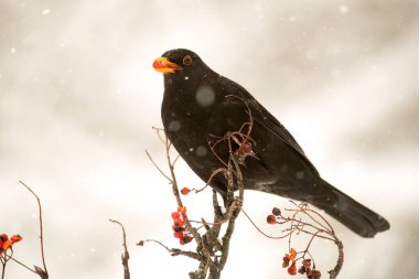 Ocak ayında yoğun bir kar yağışı altında meşe ormanında yemek yiyen sıradan bir karatavuk.
