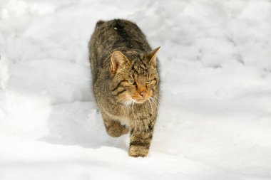 Çok soğuk bir Ocak gününde, kar yağan meşe ormanlarında yiyecek arayan yaban kedisi erkek.