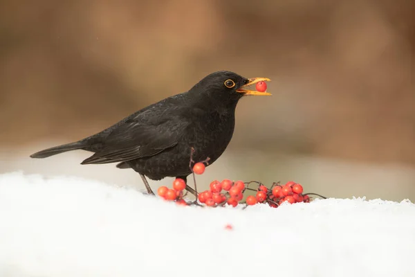 Vanlig Björnfågel Äter Ekskog Ett Kraftigt Snöfall Januari — Stockfoto