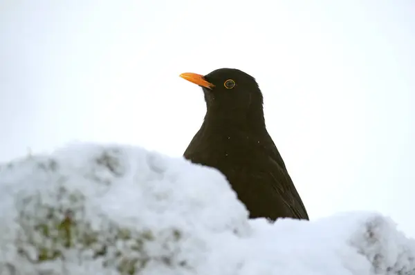 Vanlig Björnfågel Äter Ekskog Ett Kraftigt Snöfall Januari — Stockfoto