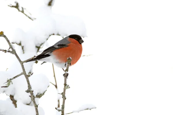 Eurasian Bullfinch Male Eating Berries Oak Forest Heavy Snowfall January — Stock Photo, Image