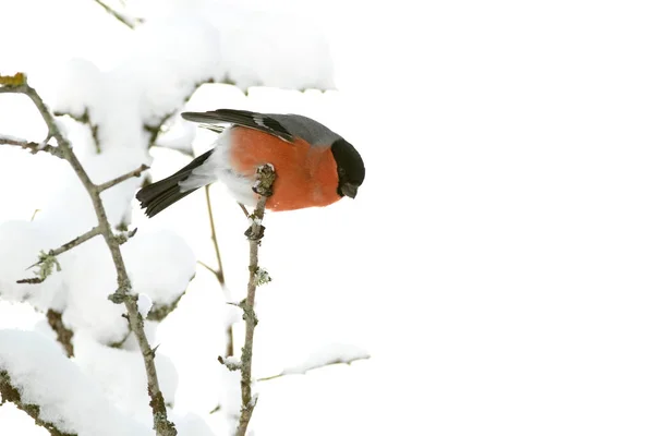 Eurasian Bullfinch Male Eating Berries Oak Forest Heavy Snowfall January — Stock Photo, Image