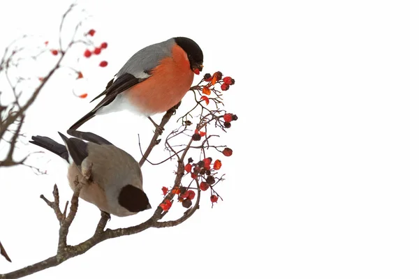 Euraziatische Bullfinch Mannetje Eet Bessen Een Eikenbos Onder Een Zware — Stockfoto