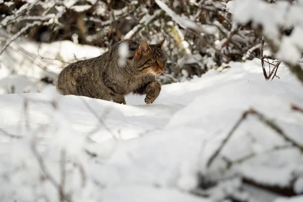 Wildcat Samiec Śniegu Szuka Jedzenia Bardzo Zimny Styczniowy Dzień Śnieg — Zdjęcie stockowe