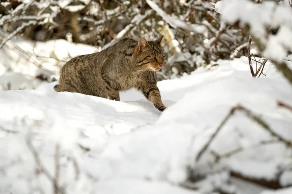 Gato Salvaje Macho Nieve Buscando Comida Día Muy Frío Enero — Foto de Stock
