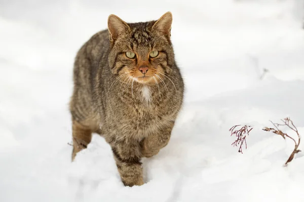 Gato Salvaje Macho Nieve Buscando Comida Día Muy Frío Enero — Foto de Stock